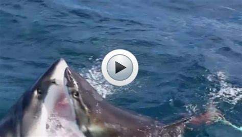 requin algerie|Algérie : INCROYABLE ! un requin attaqué à coup de。